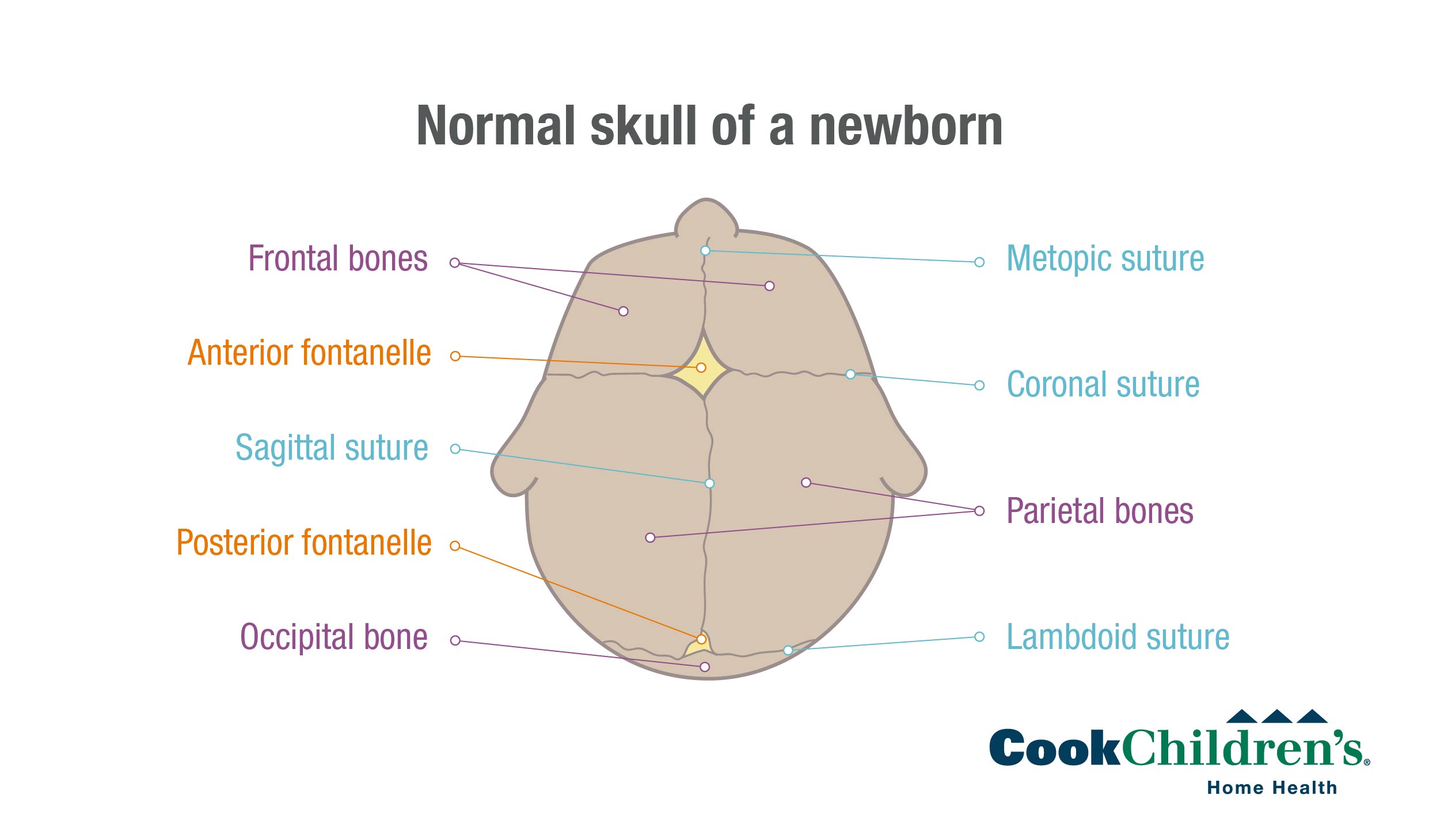 Normal Newborn Skull